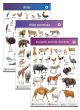 Animals and Birds Learning Chart
