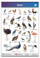 Birds Names Learning chart