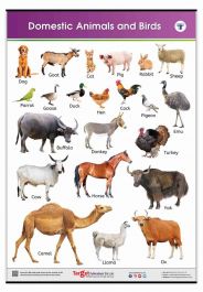 Buy Domestic Animals and Birds Learning Chart for Kids | Jumbo Size Animals  and Birds Name Chart in English | Target Publications