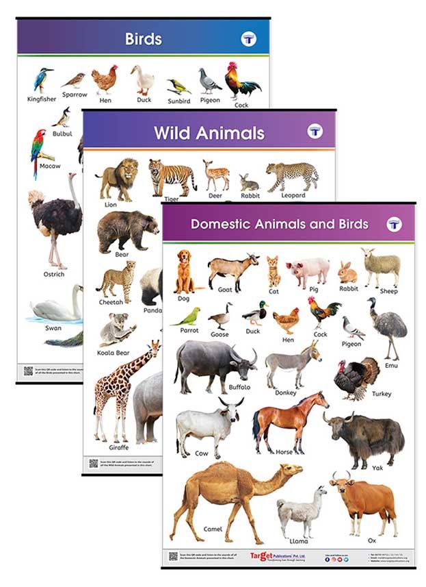 Buy Domestic and Wild Animals and Birds Names Learning Chart for Kids |  Jumbo Size Pack of 3 Learning Charts | Target Publications
