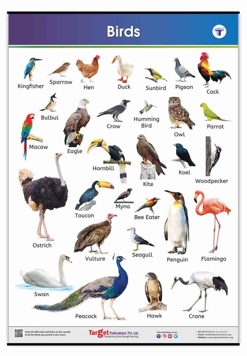 Buy Birds Learning Charts for Kids | Birds Name Charts in English ...