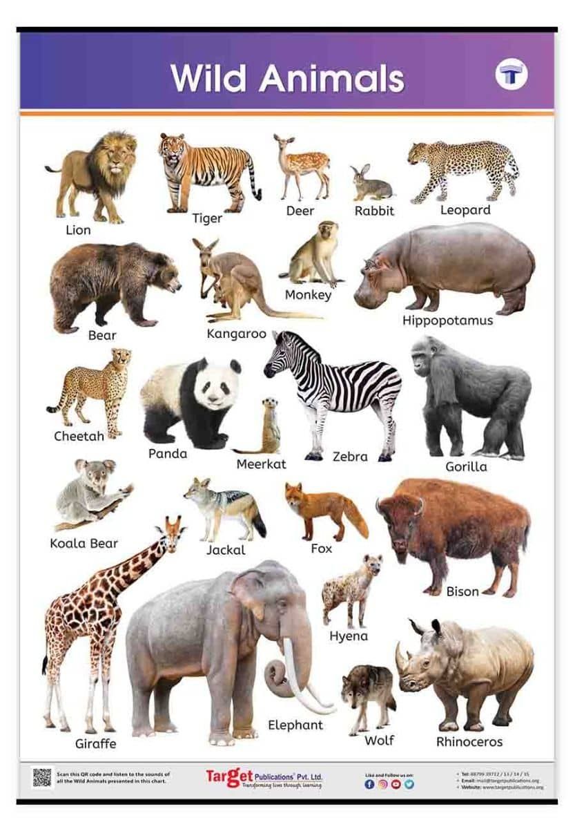 Buy Wild Animals Learning Chart for Kids | Animal Names Chart in English |  Target Publications